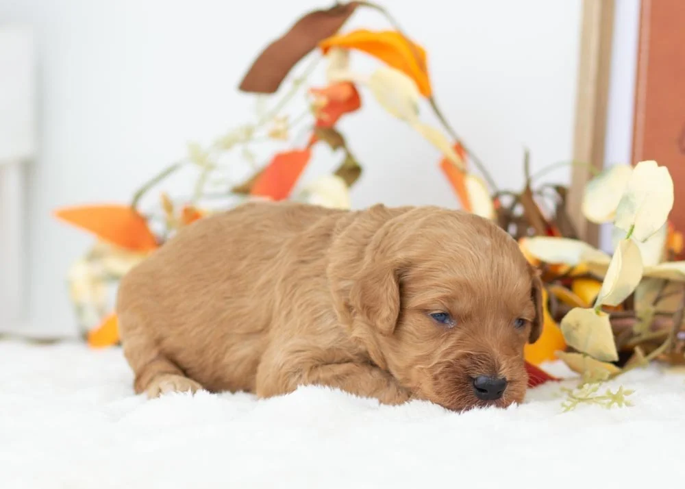 Chestnut goldendoodle for sale(1).jpg