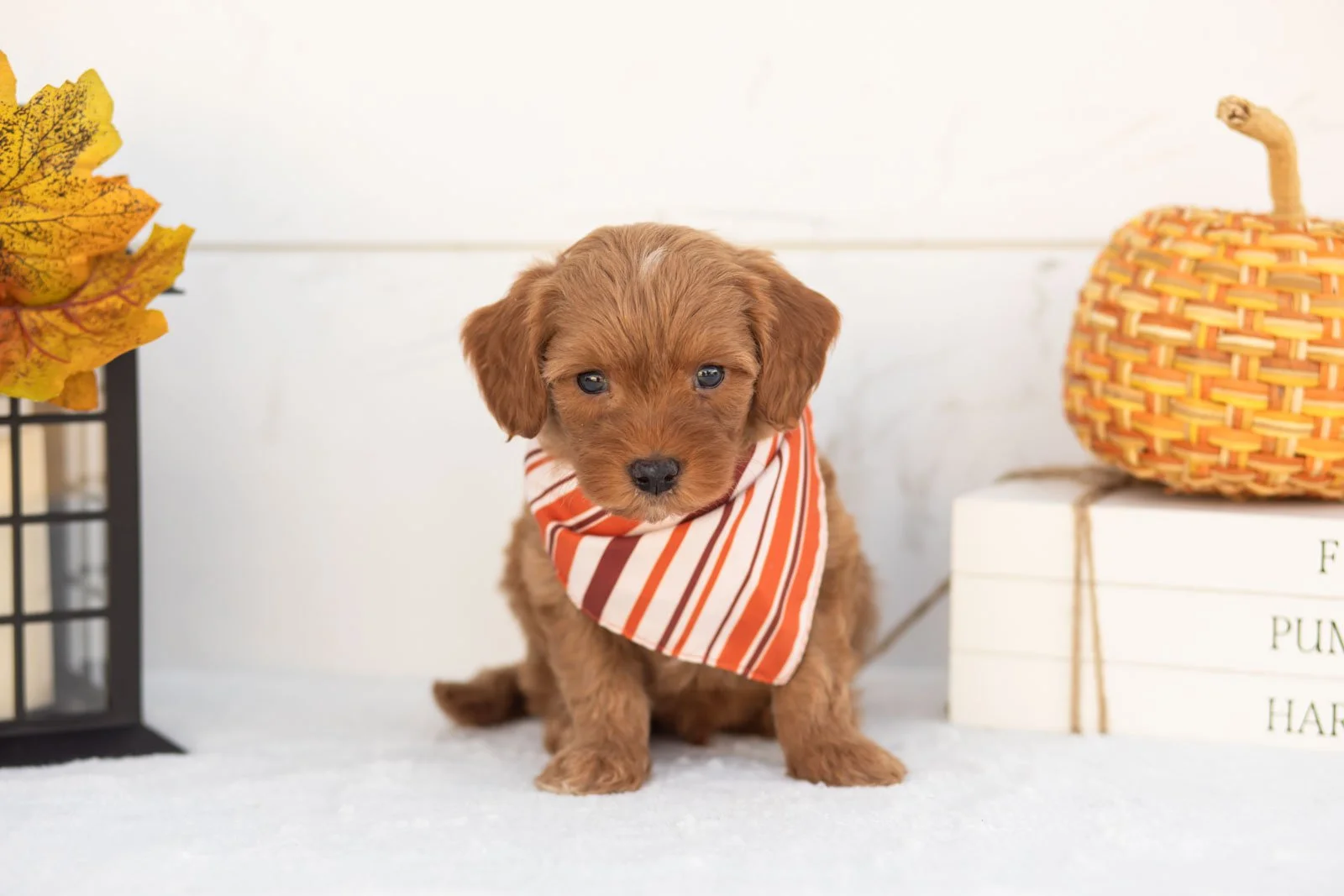 Jonah goldendoodle for sale 4.jpg
