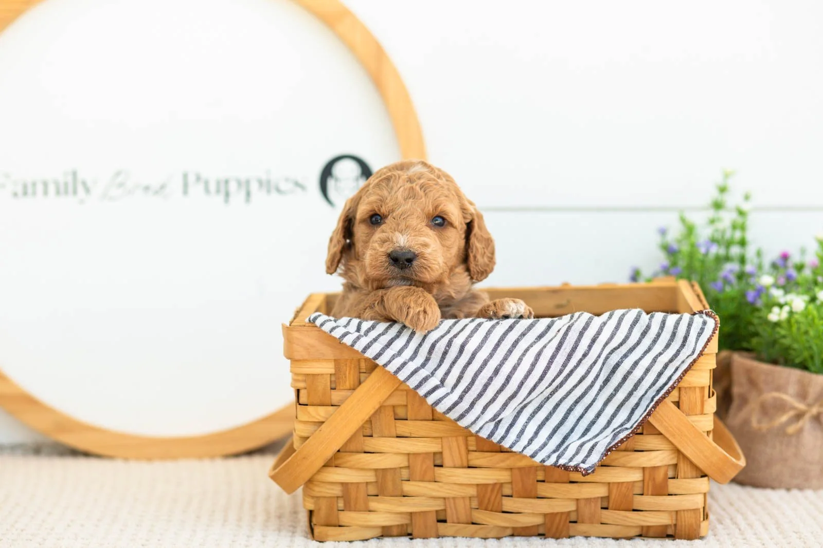 Breeze golendoodle for sale(4).jpg