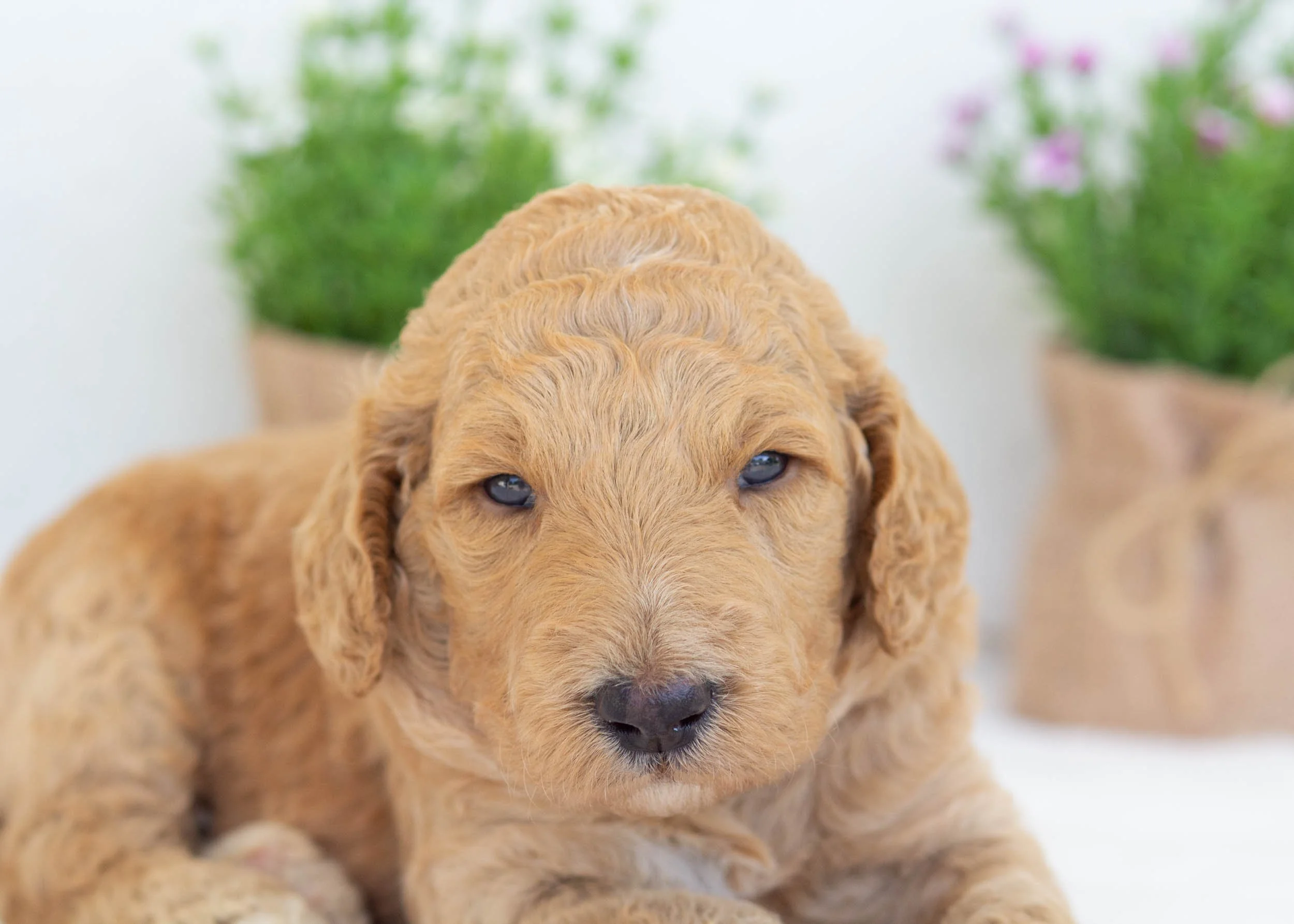 Ricky goldendoodle for sale.jpg