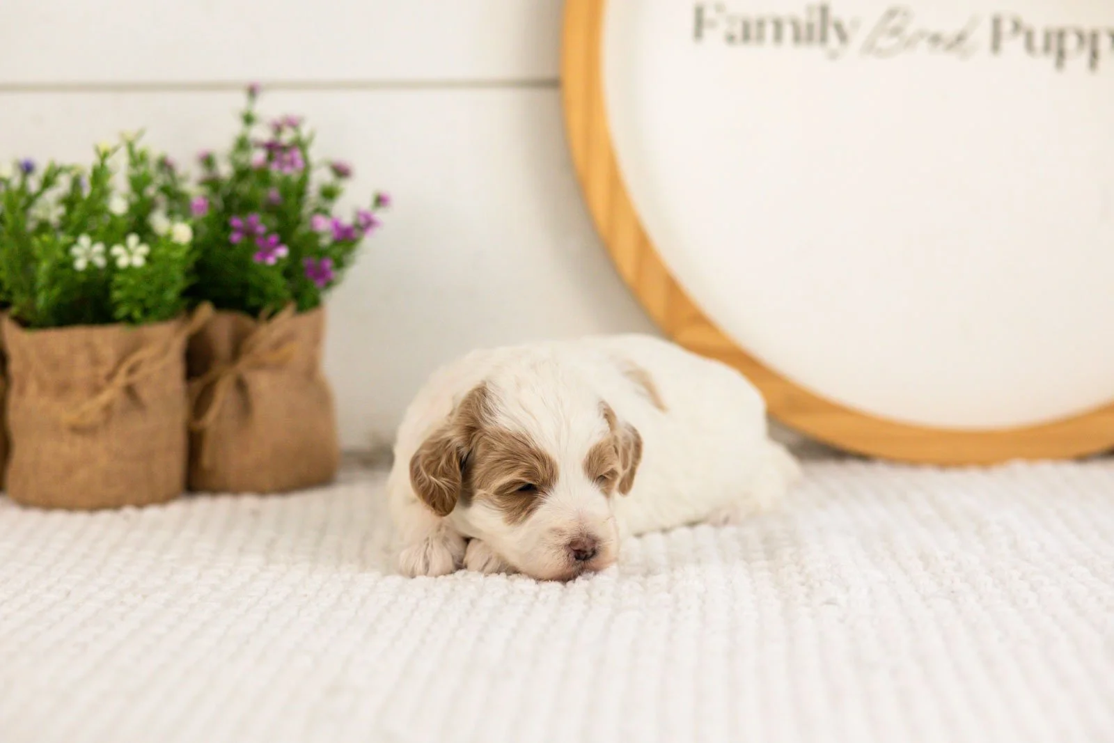 Leslie goldendoodle for sale.jpg