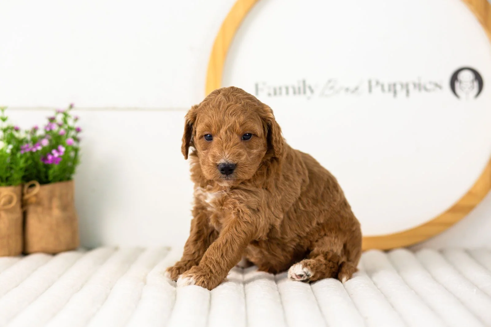 Levi goldendoodle for sale(1).jpg
