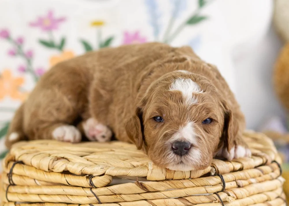 forest goldendoodle for sale(1).jpg