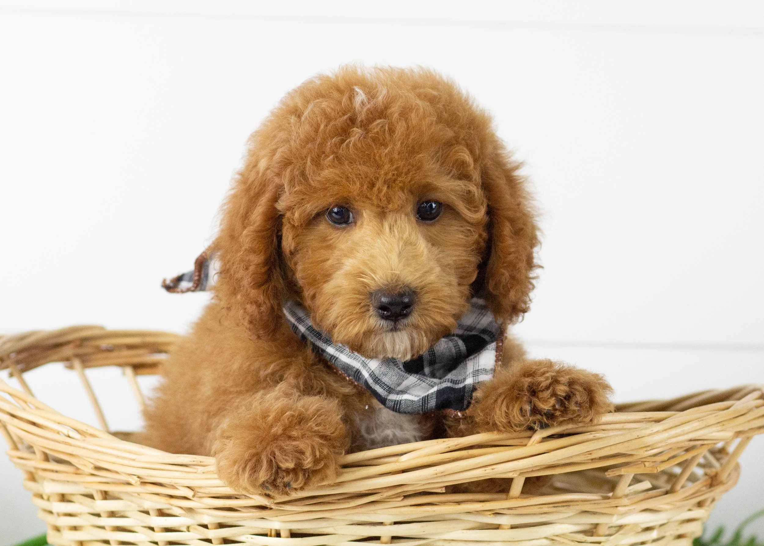 Tommy goldendoodle for salejpg.jpg