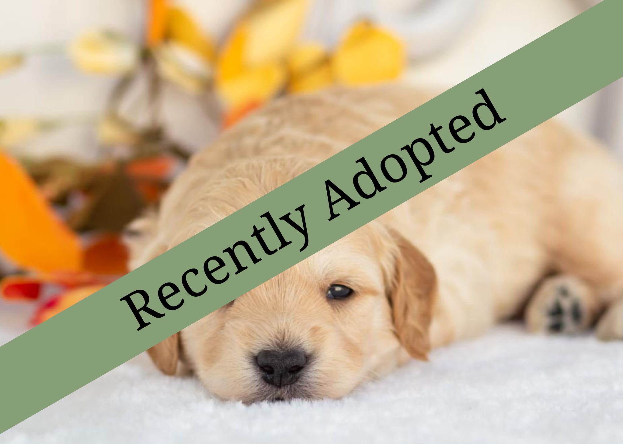 goldendoodle for sale