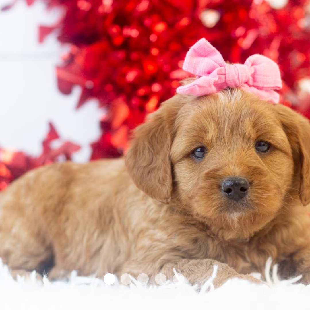 Copy of FBP Design.png