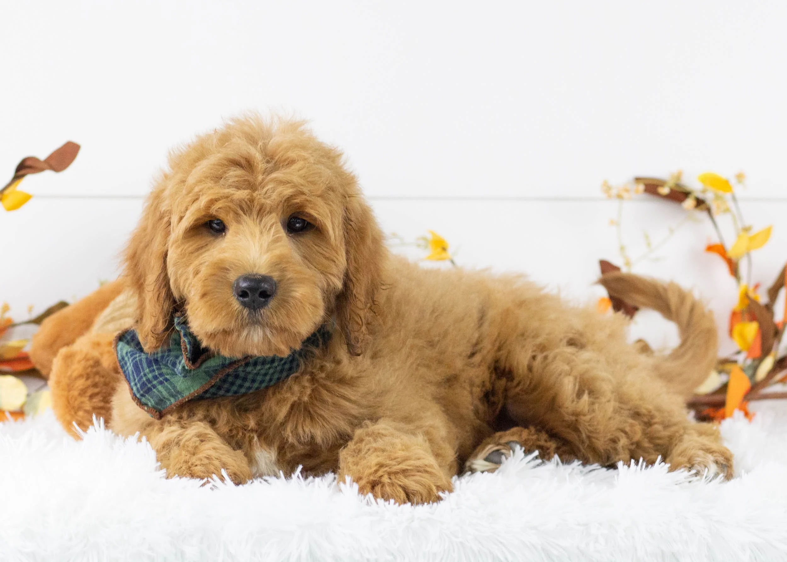 kona goldendoodle for sale(3).jpg