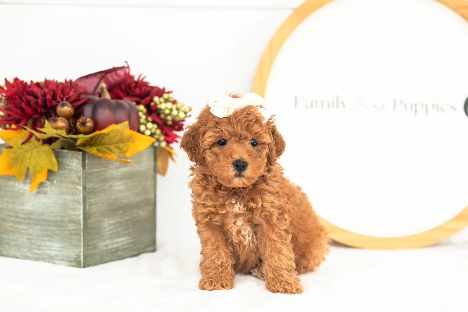 Velvet goldendoodle for sale(1).jpg