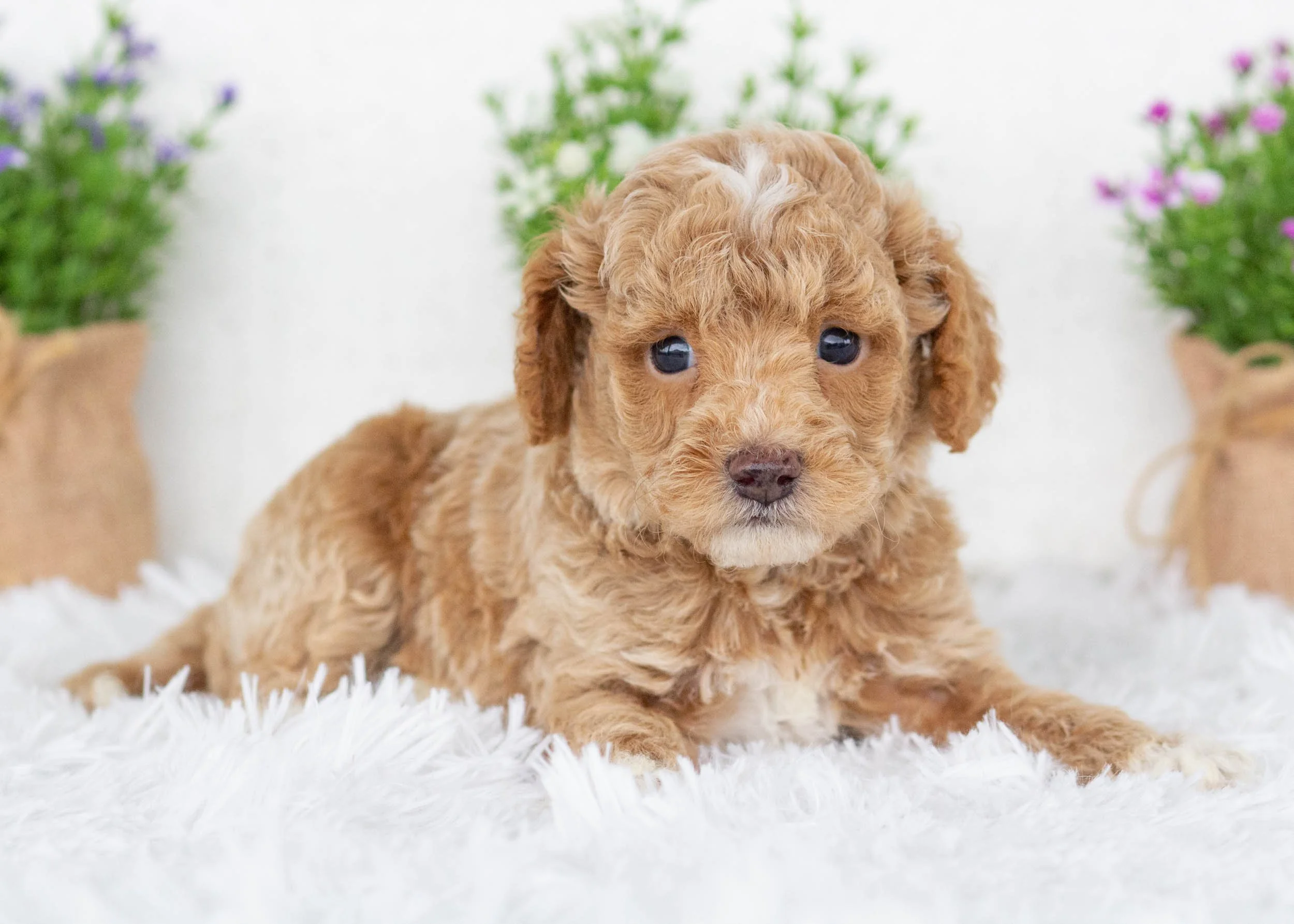 Charles goldendoodle for sale(1).jpg
