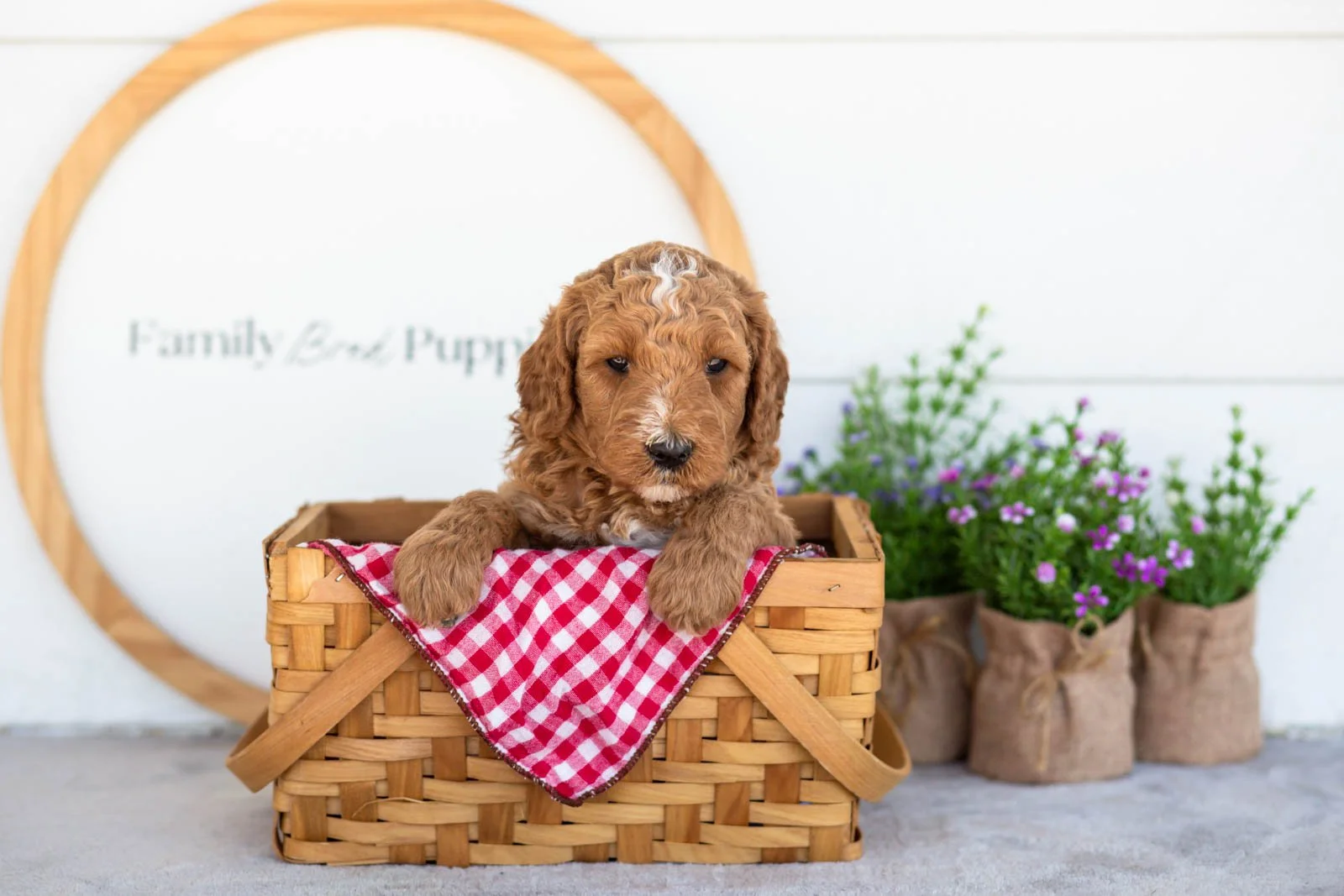Ham goldendoodle for sale(4).jpg