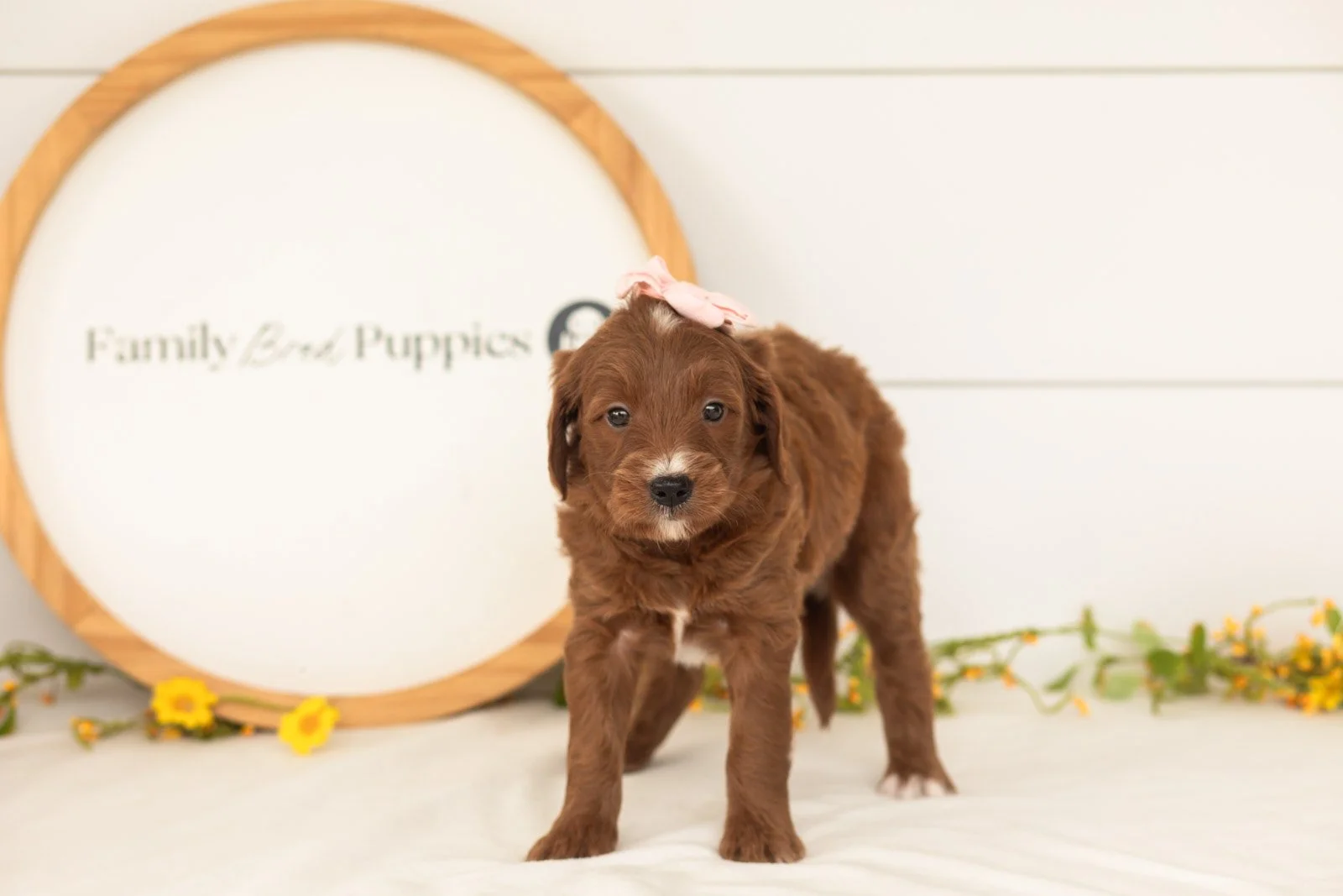 Jiggly goldendoodle for sale.jpg