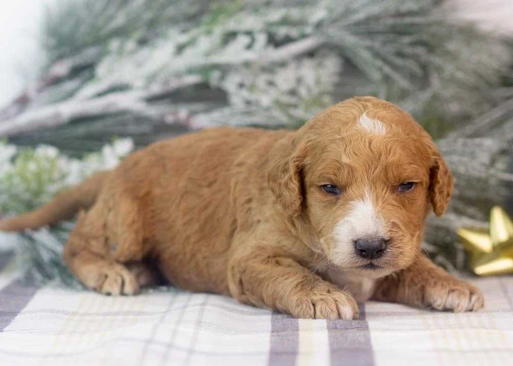 Larry goldendoodle for sale(3).jpg