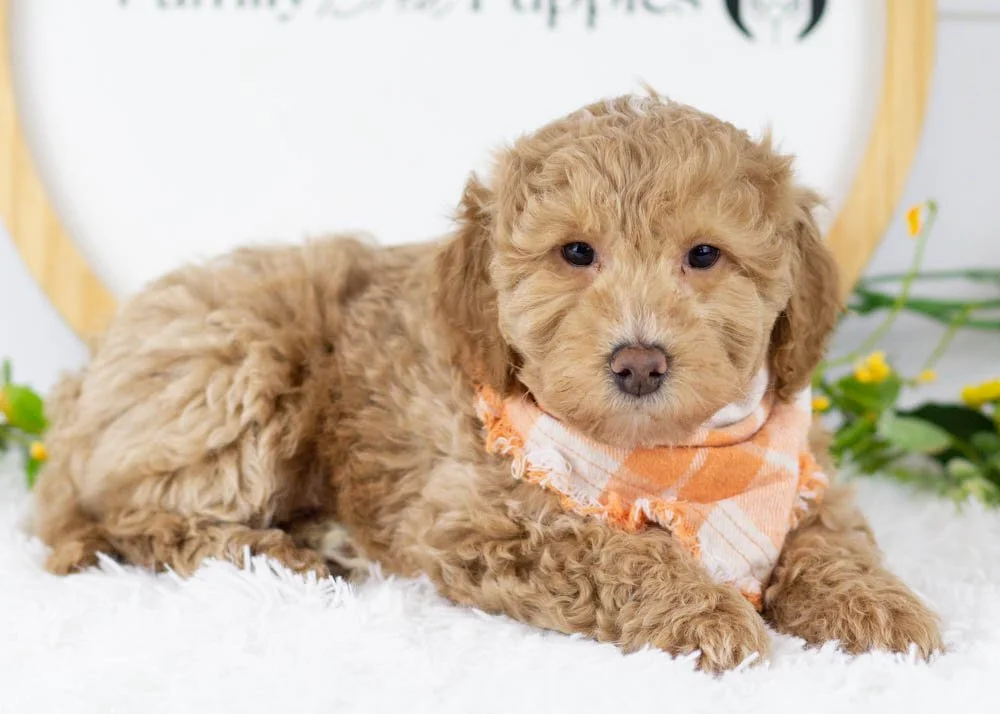 Ohio goldendoodle for sale.jpg