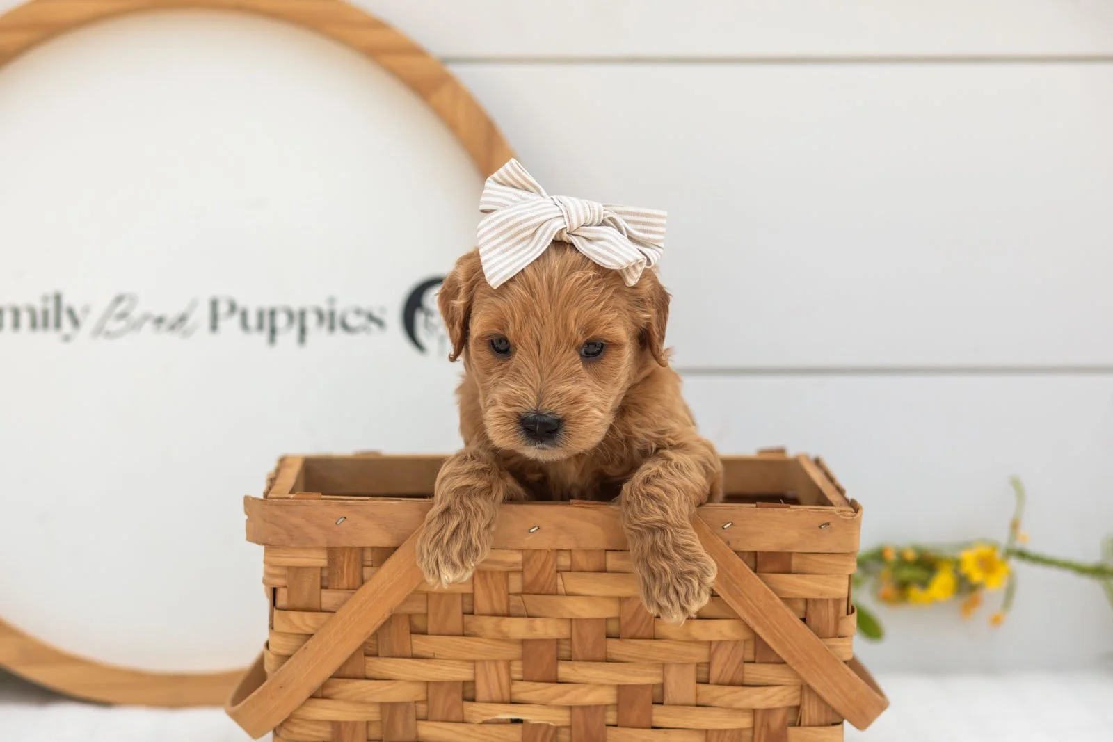 Willow goldendoodle for sale(1).jpg