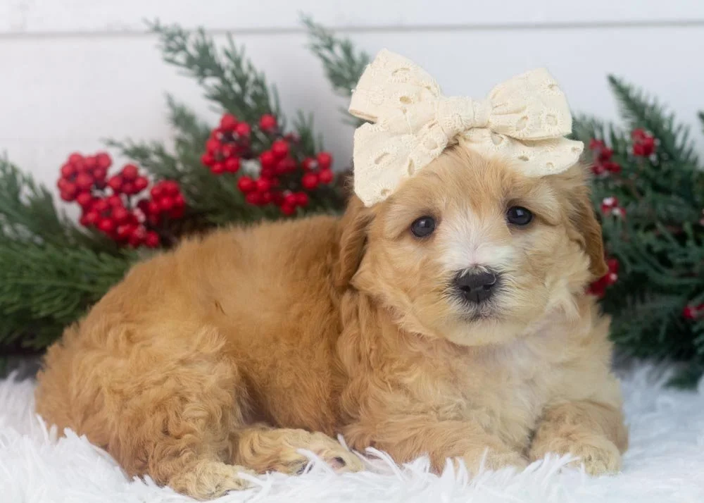 Magnolia goldendoodle for sale.(2).jpg