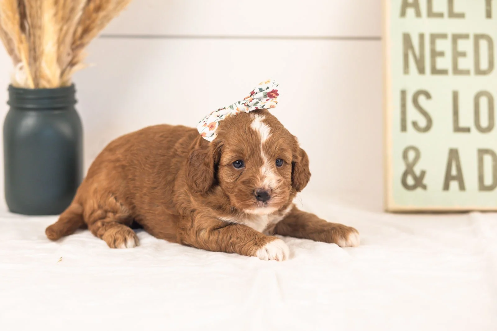 Amor goldendoodle for sale(3).jpg