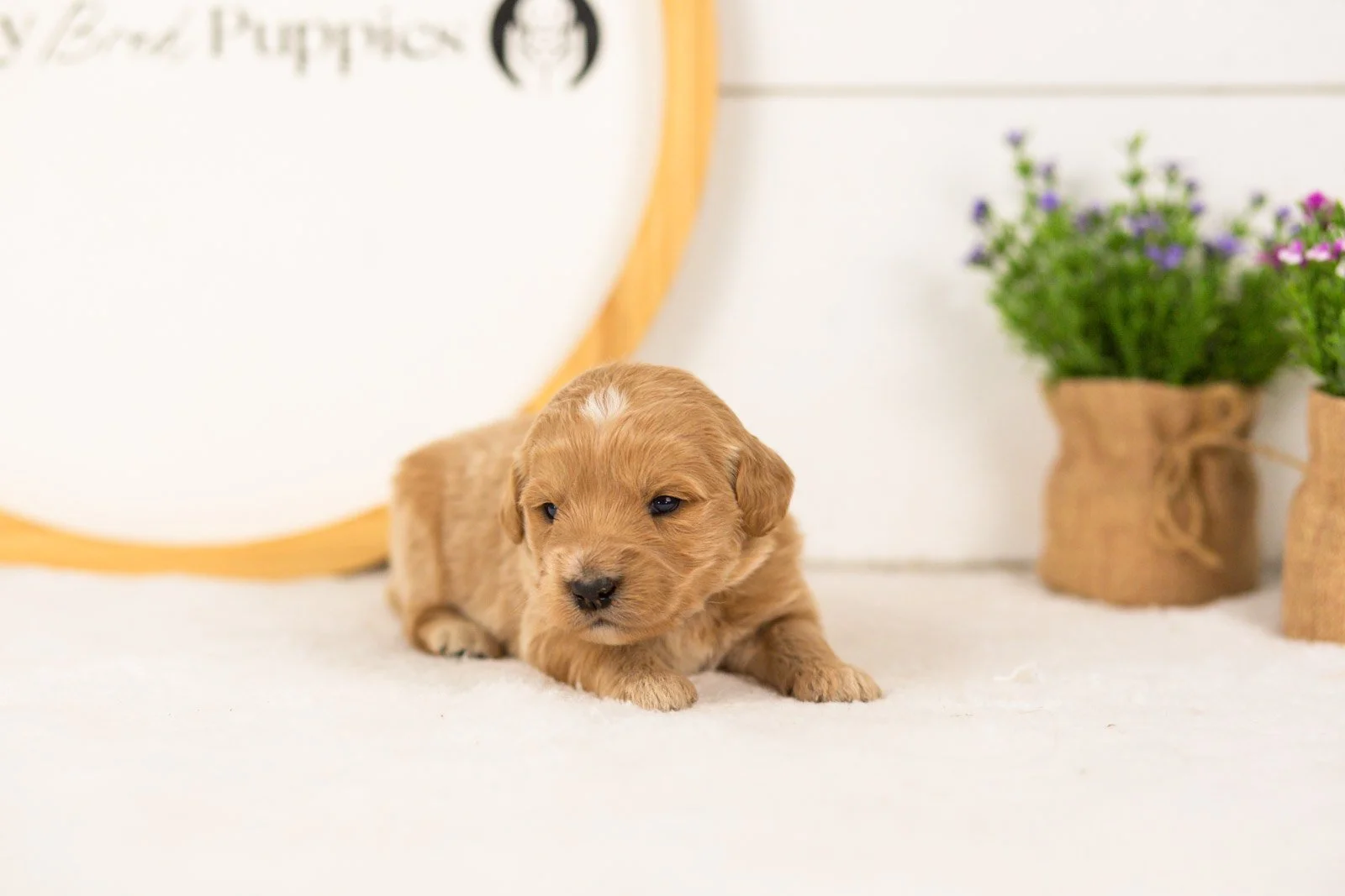 Sandy goldendoodle for sale(1).jpg