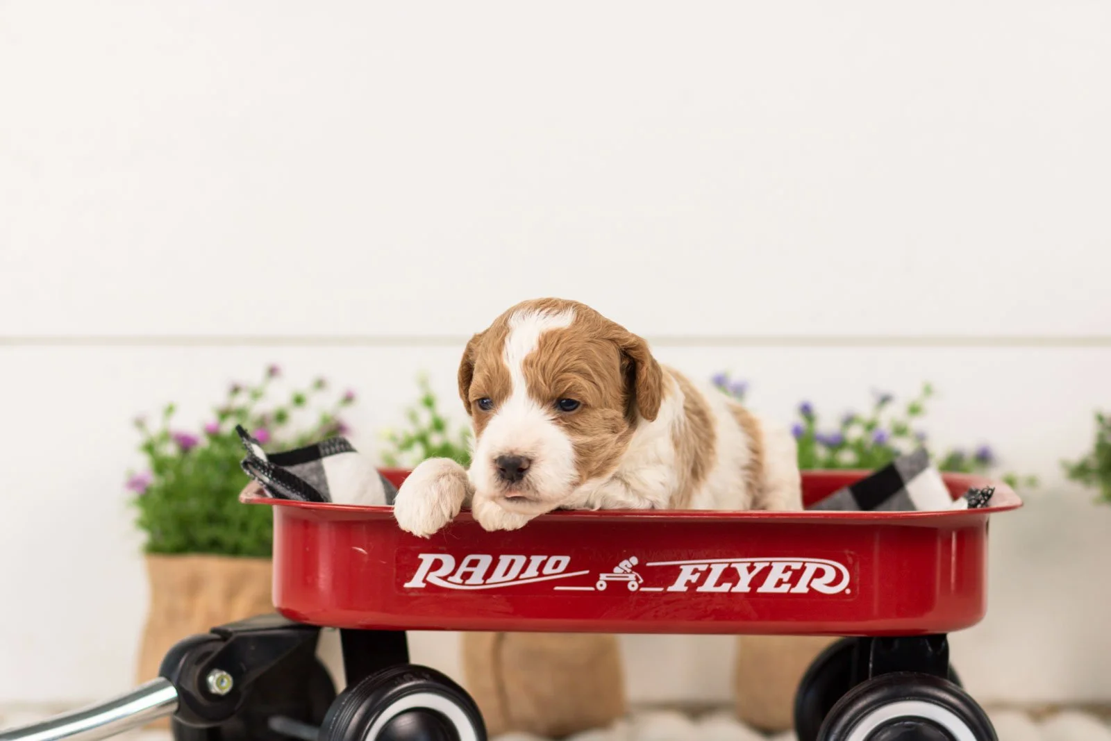 lucy goldendoodle for sale(4).jpg