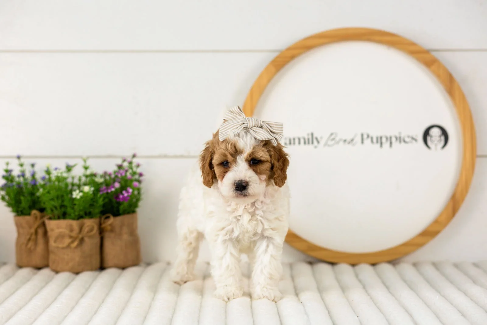 Dixie goldendoodle for sale(1).jpg
