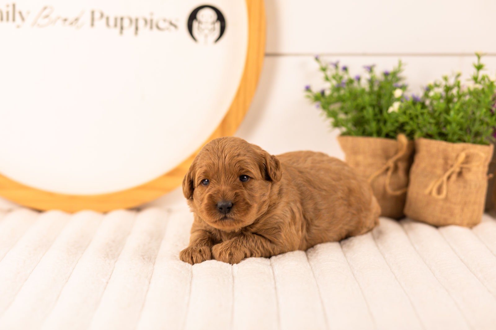 Isabelle goldendoodle for sale.jpg