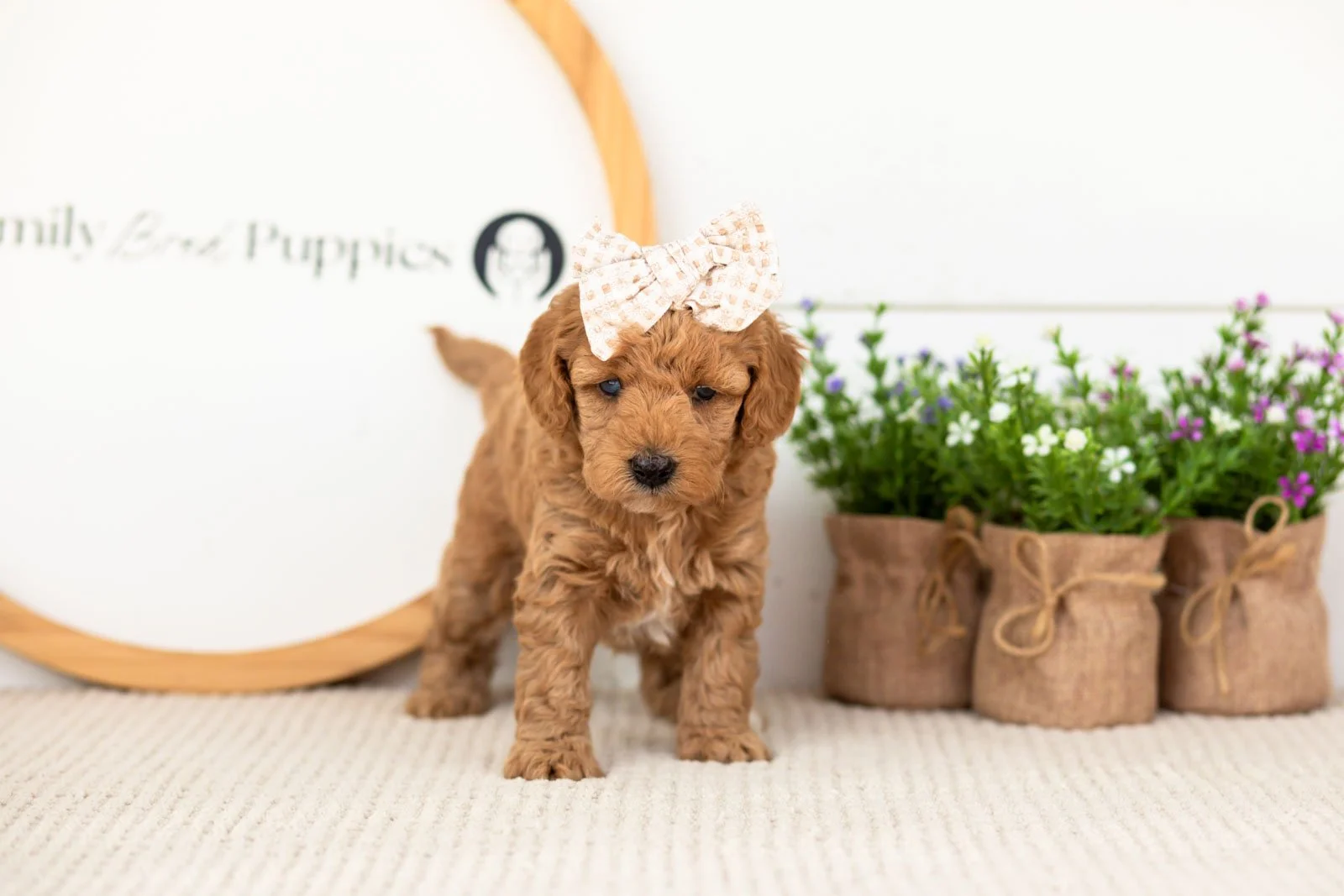Liberty goldendoodle for sale(2).jpg