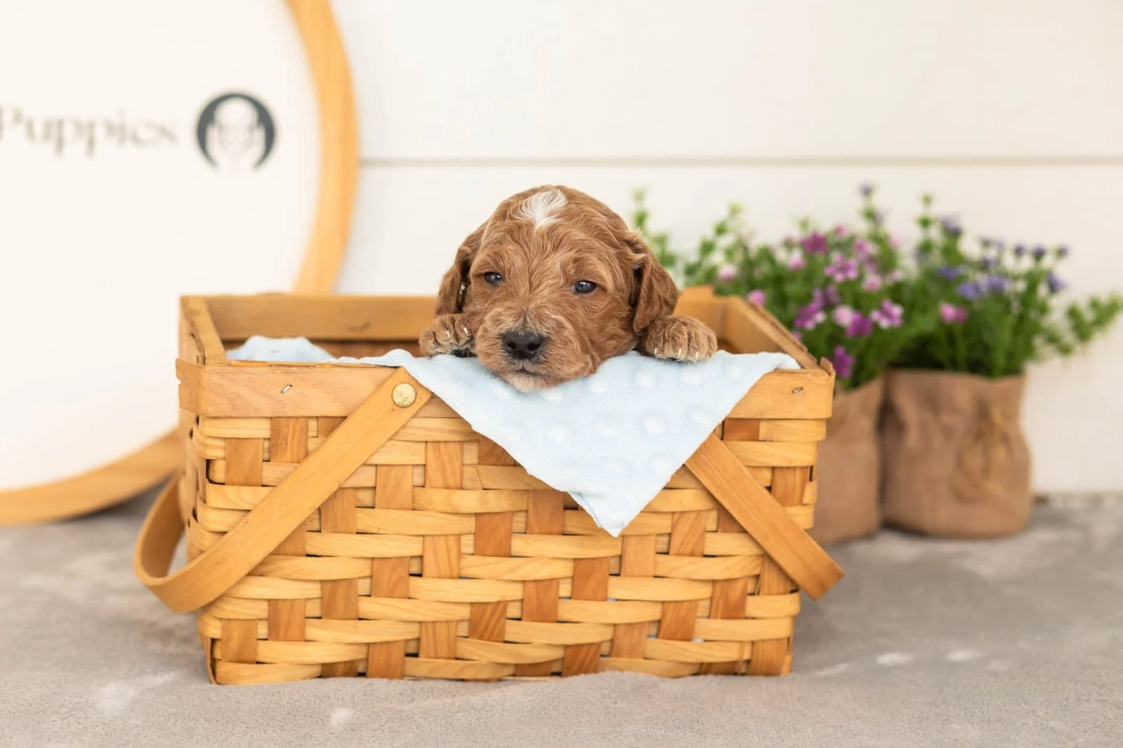Char goldendoodle for sale(3).jpg