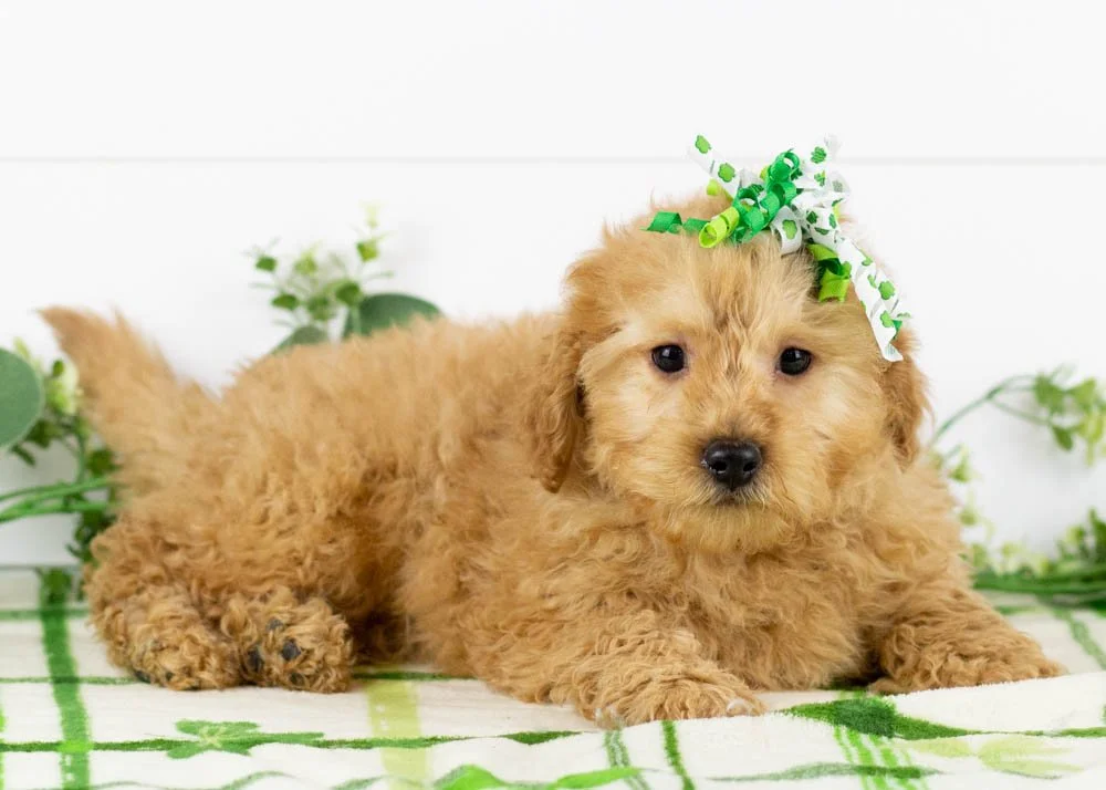 Dale 12-6-25 Whitney 6.10oz.jpg