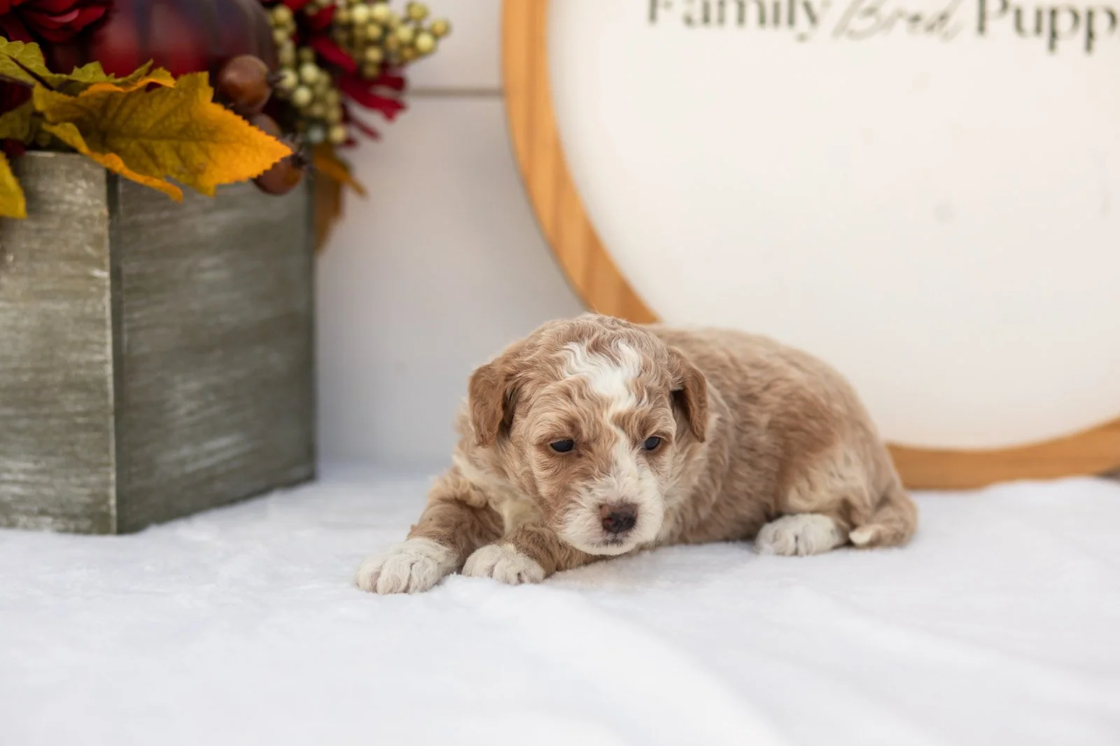 Pink Lady goldendoodle for sale(2).jpg