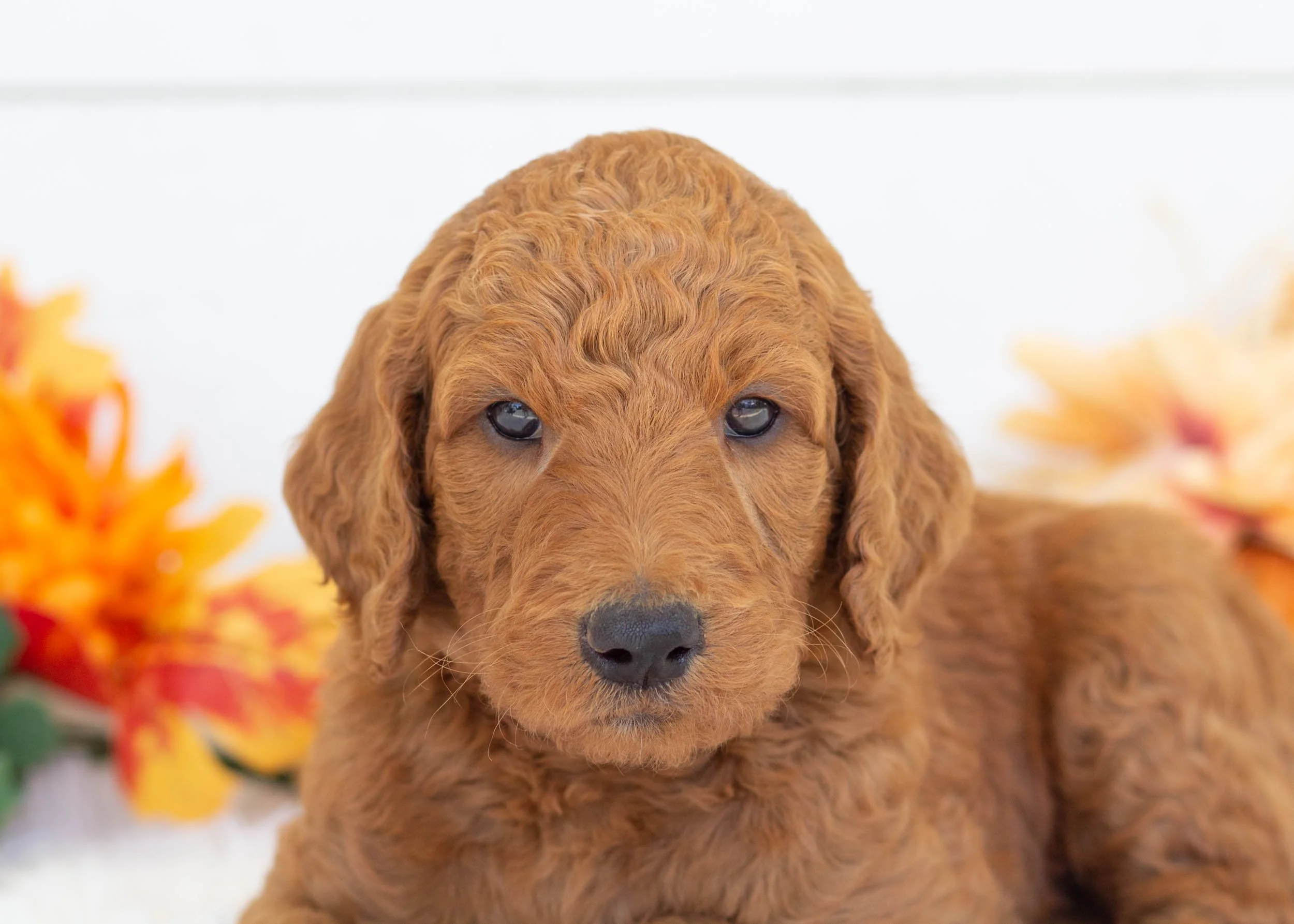 Mr. Slate goldendoodle for sale(1).jpg