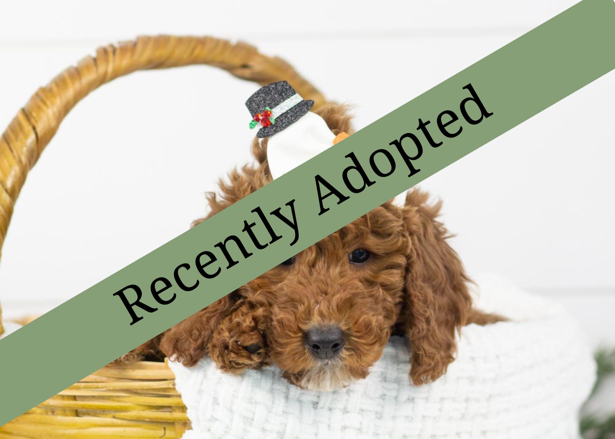 goldendoodle for sale