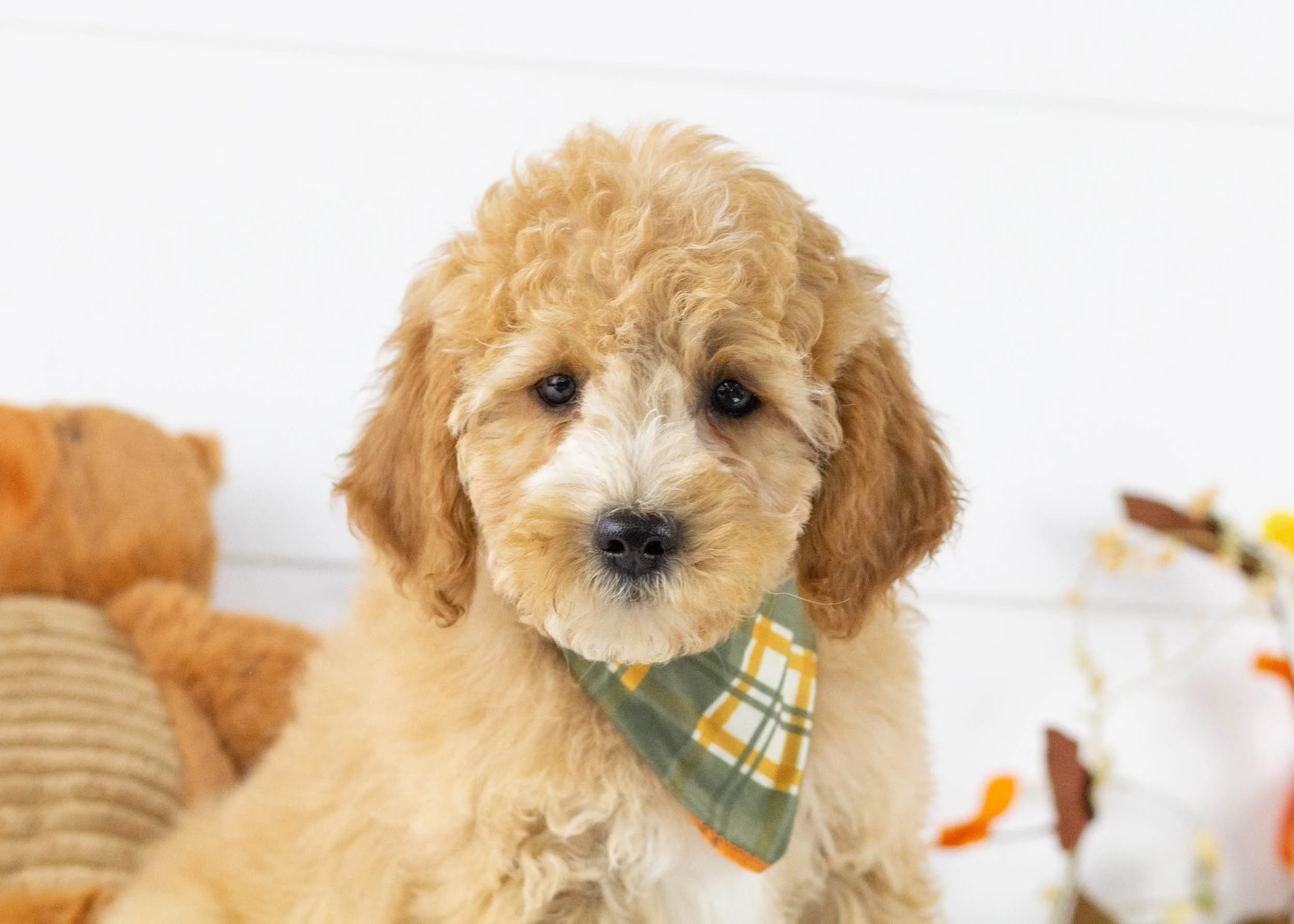 Goldendoodle Puppies Mini Labradoodles For Adoption Mini