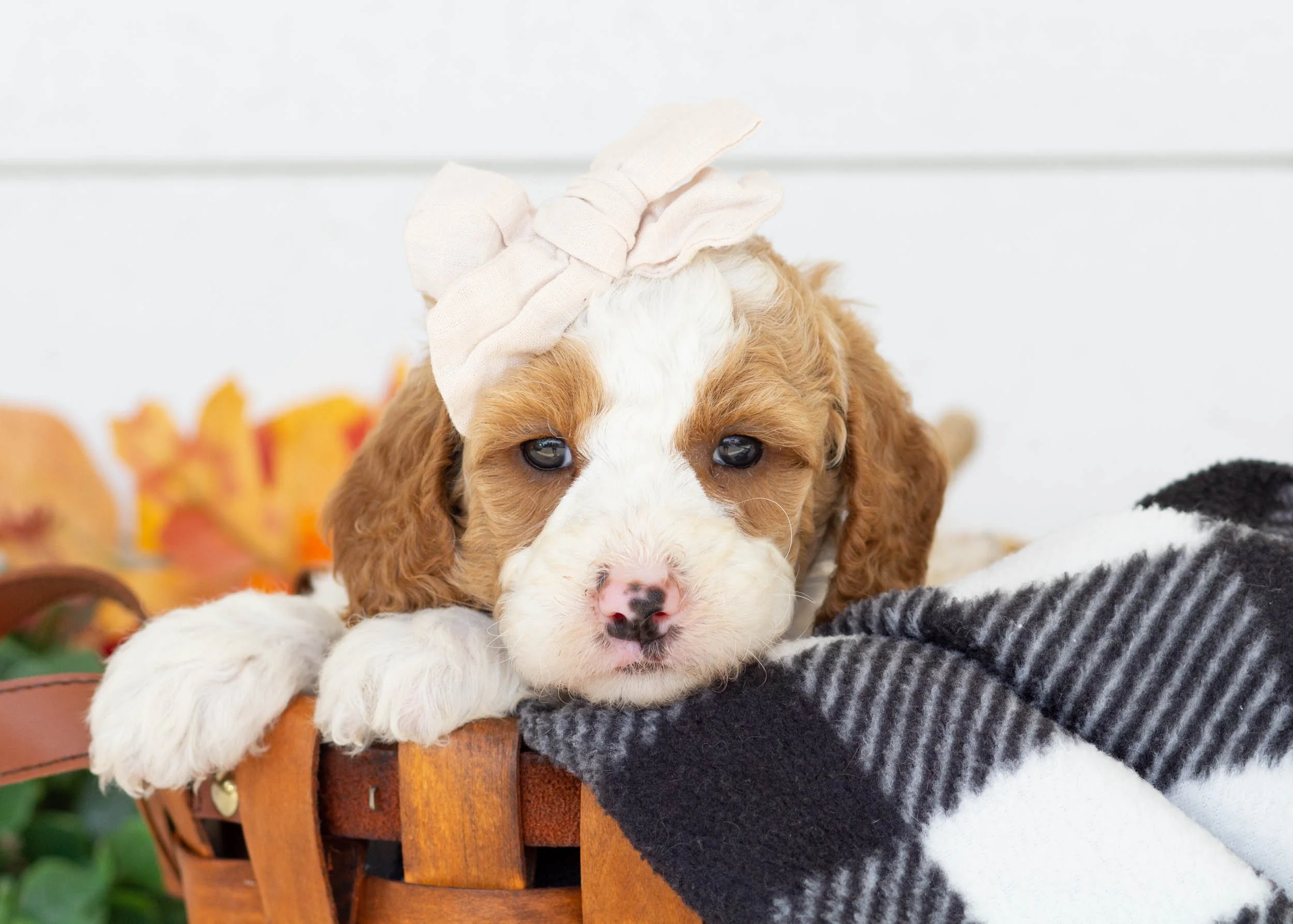 Caddie goldendoodle for sale.jpg