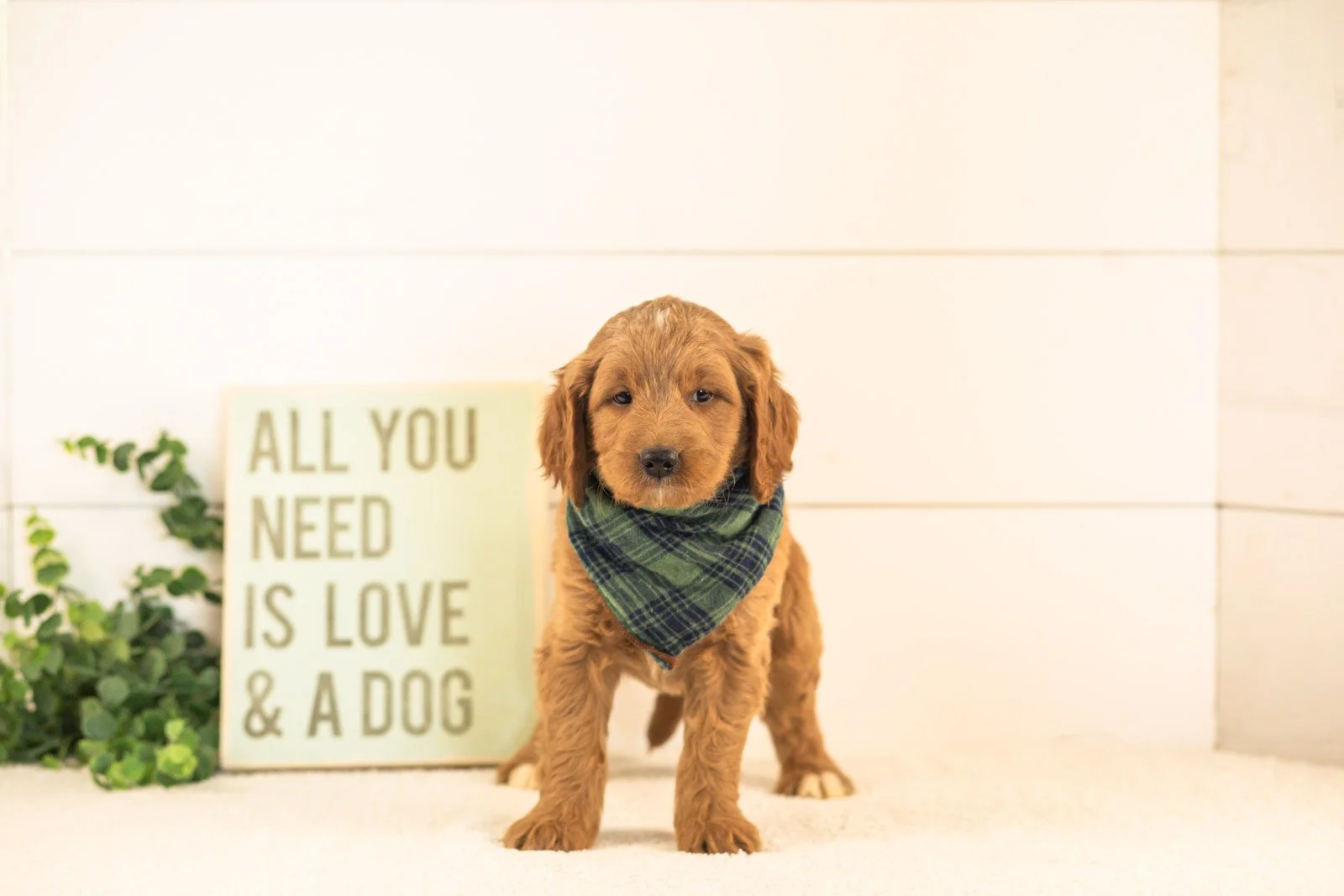 Oscar goldendoodle for sale(1).jpg