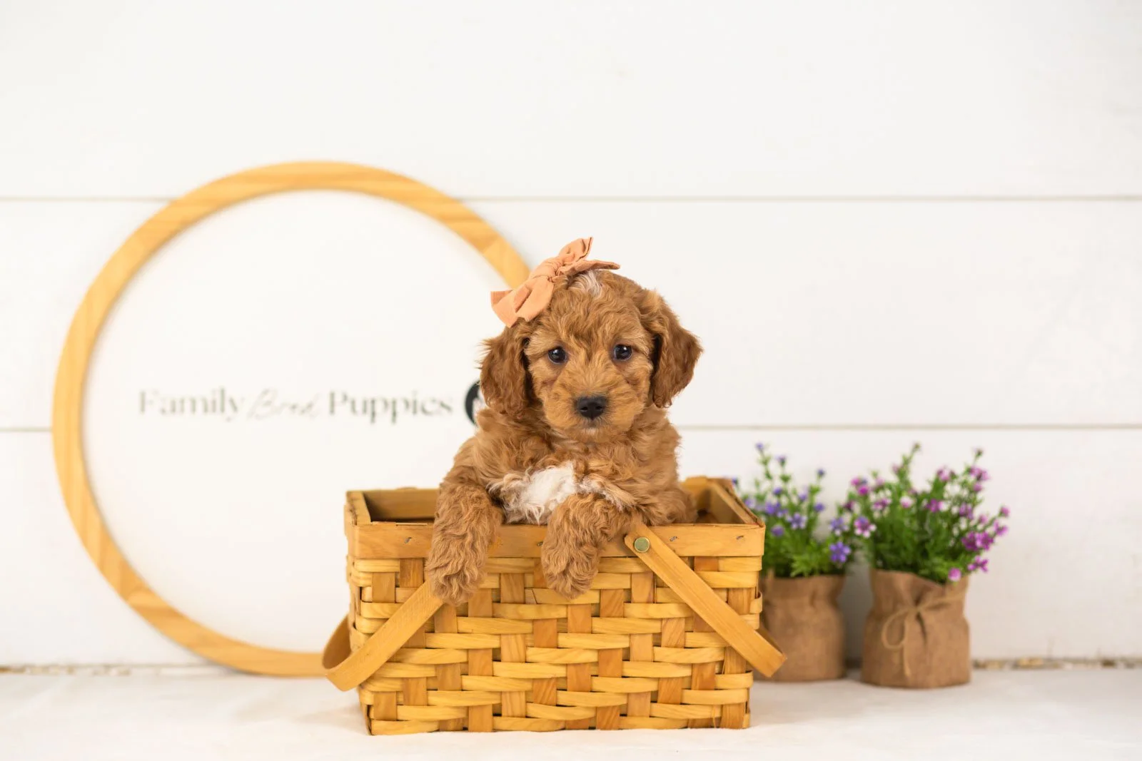 Lisa goldendoodle for sale(4).jpg