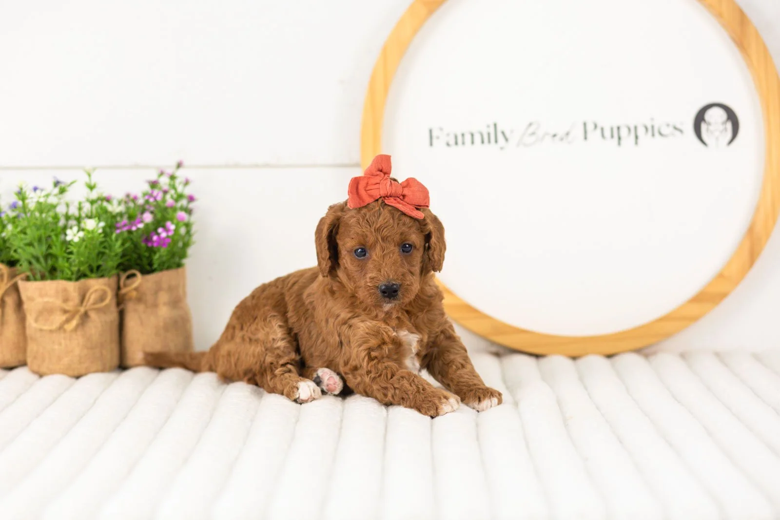 Lexy goldendoodle for sale(1).jpg