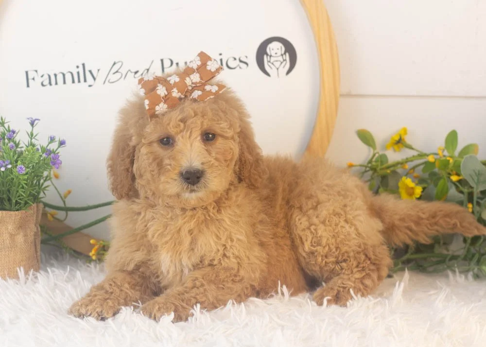 Lindsey goldendoodle for sale.jpg