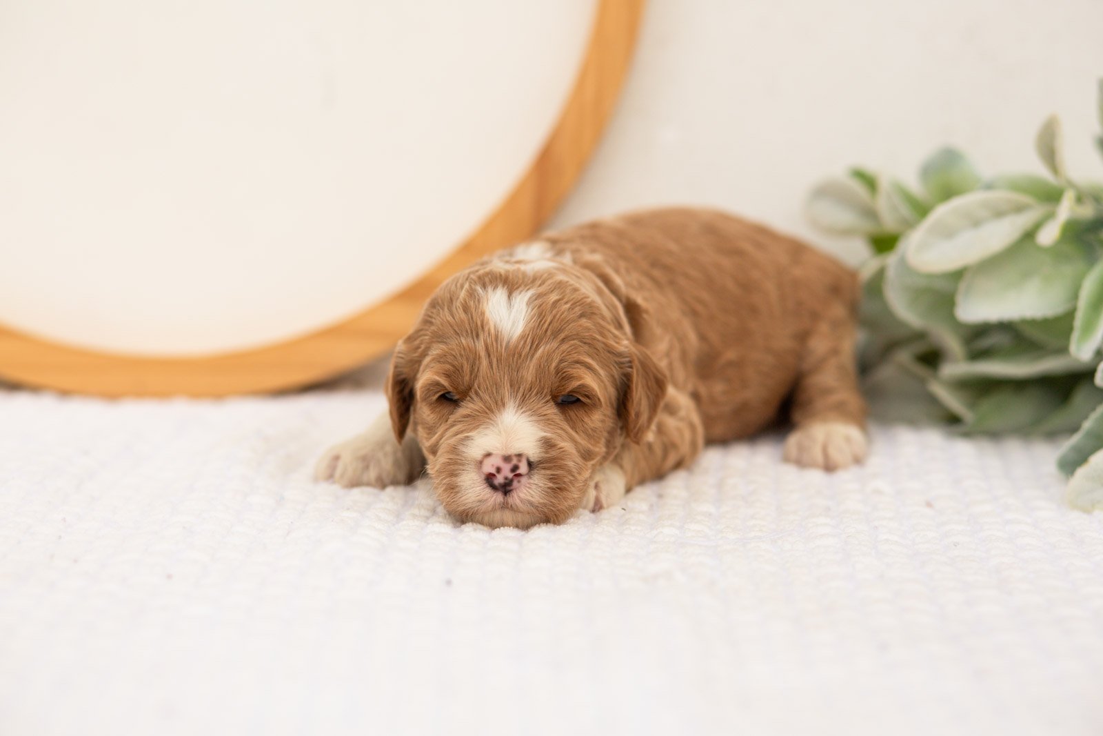 Amity goldendoodle for sale.jpg