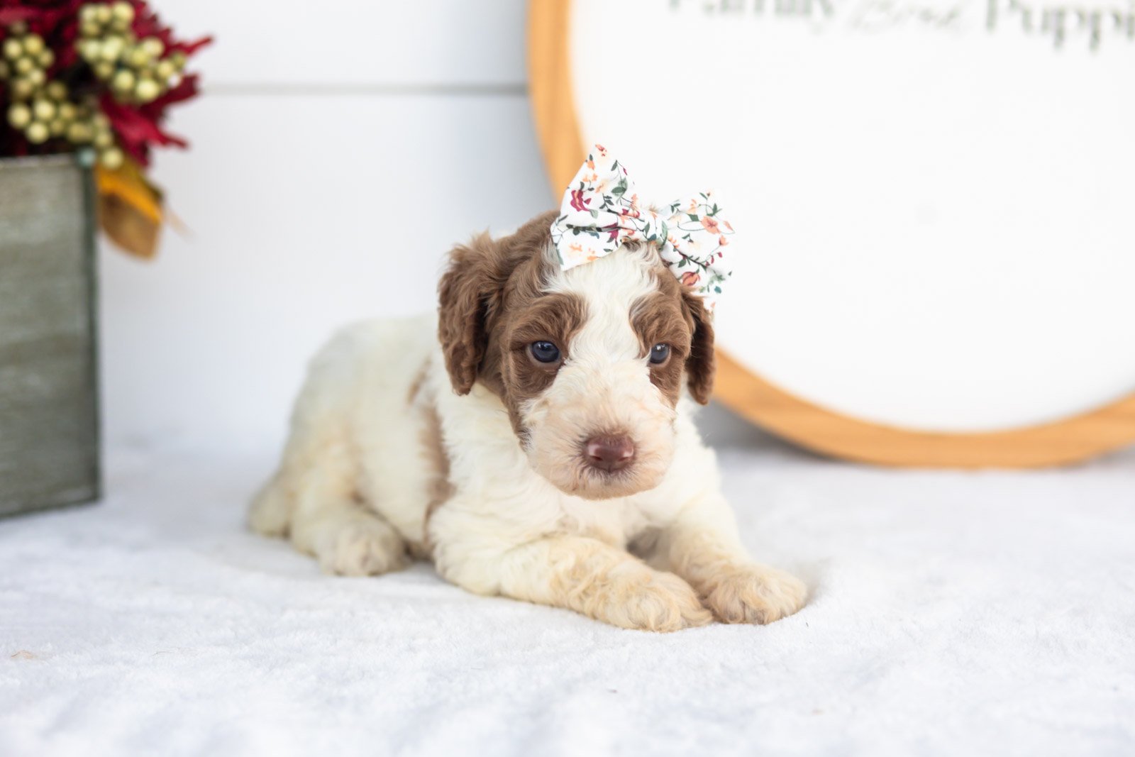 Laurie goldendoodle for sale(1).jpg