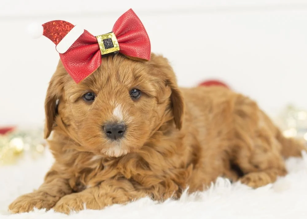 Bell goldendoodle for sale(3).jpg