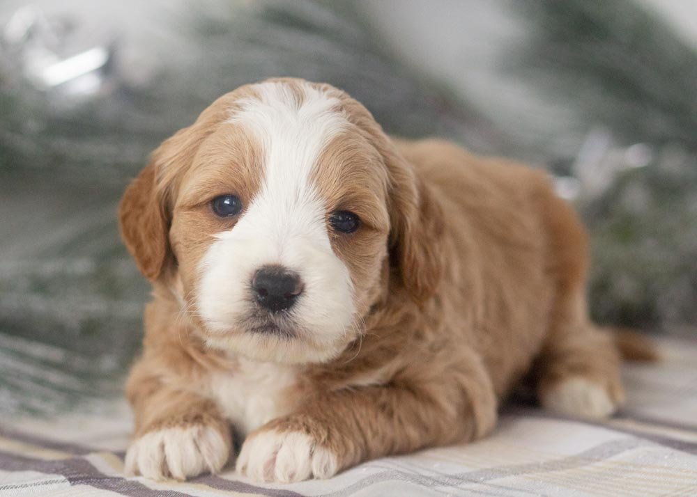Clark goldendoodle for sale(3).jpg