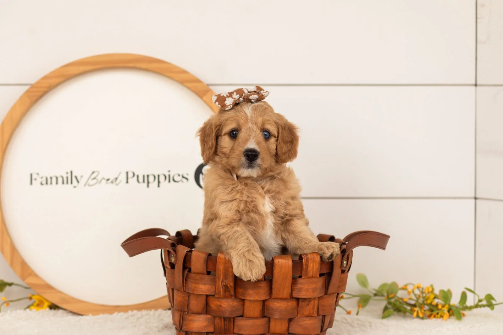 Glory goldendoodle for sale(4).jpg