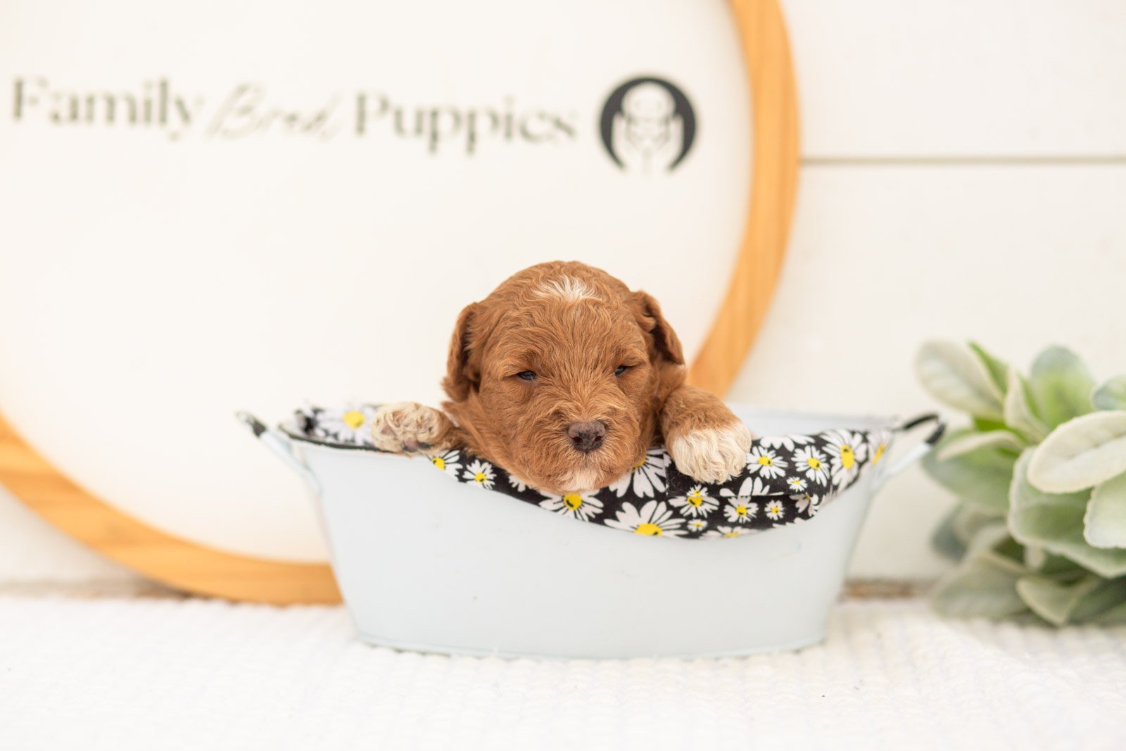 Serenity goldendoodle for sale(3).jpg