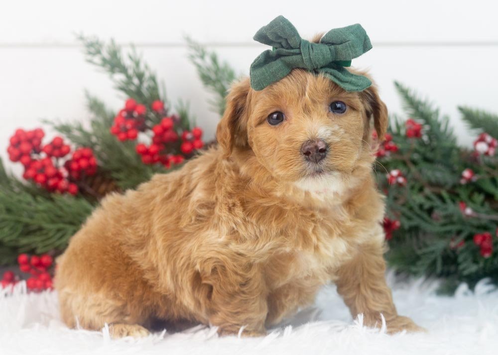 Hattie goldendoodle for sale.jpg