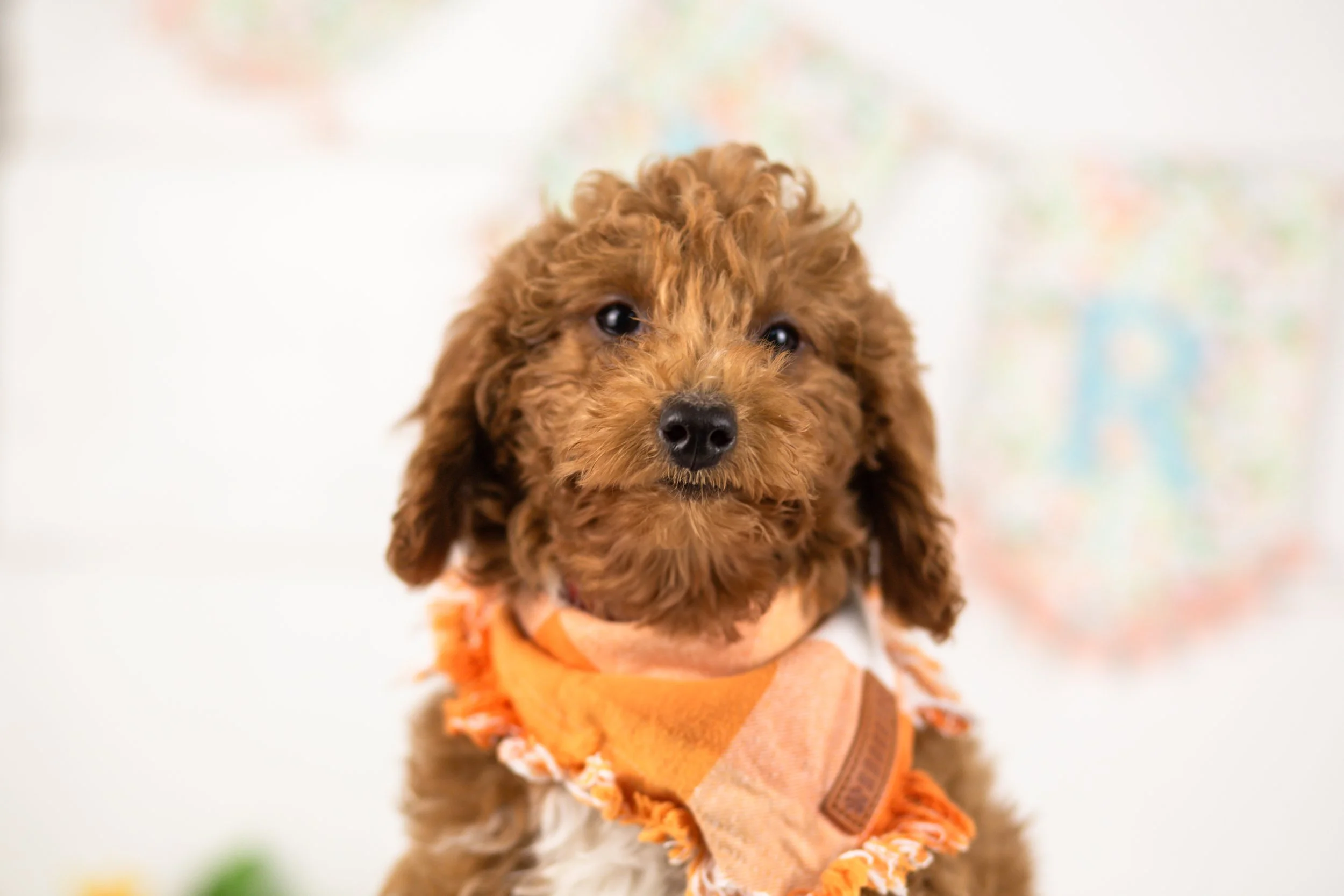 goldendoodle for sale