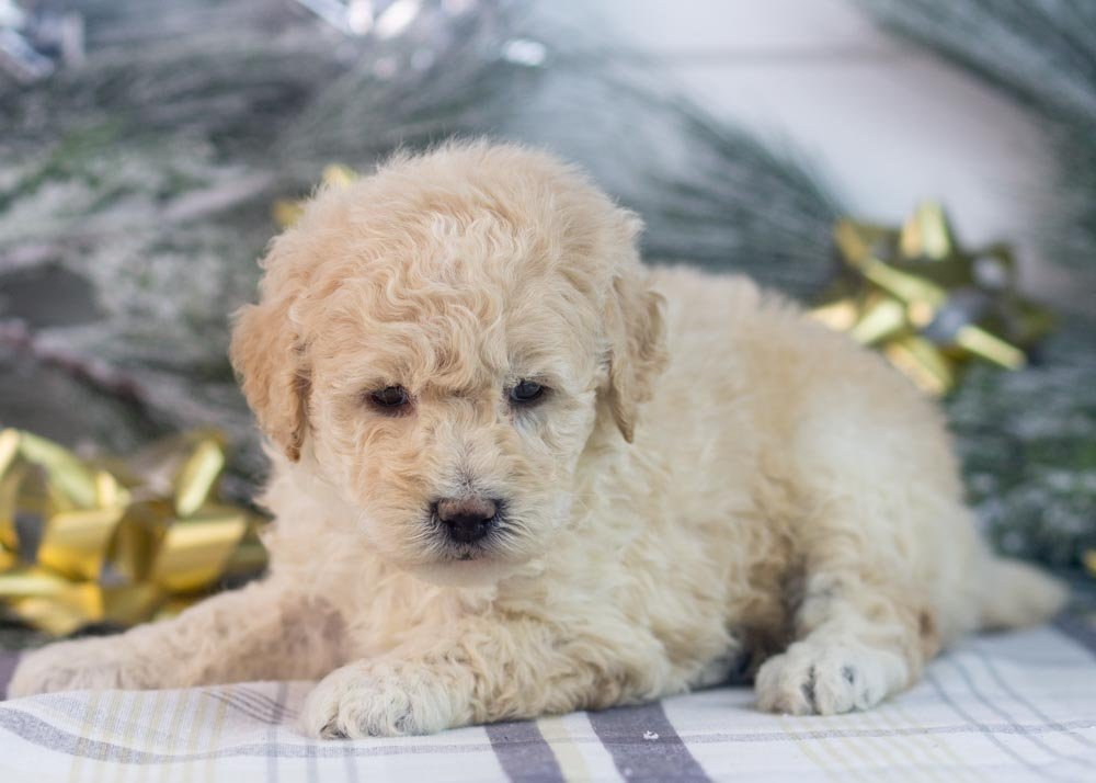 Darling goldendoodle for sale(3).jpg