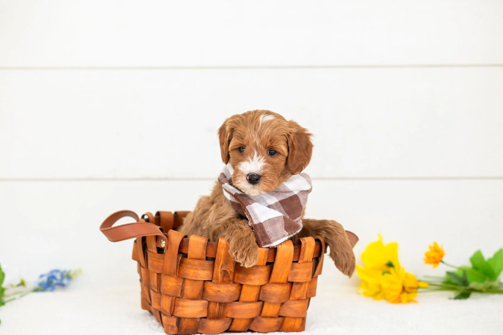 goldendoodle for sale