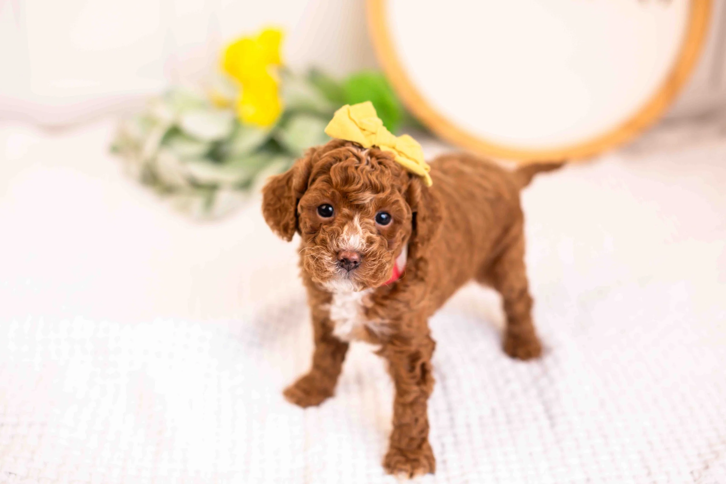 mia goldendoodle for sale.jpg