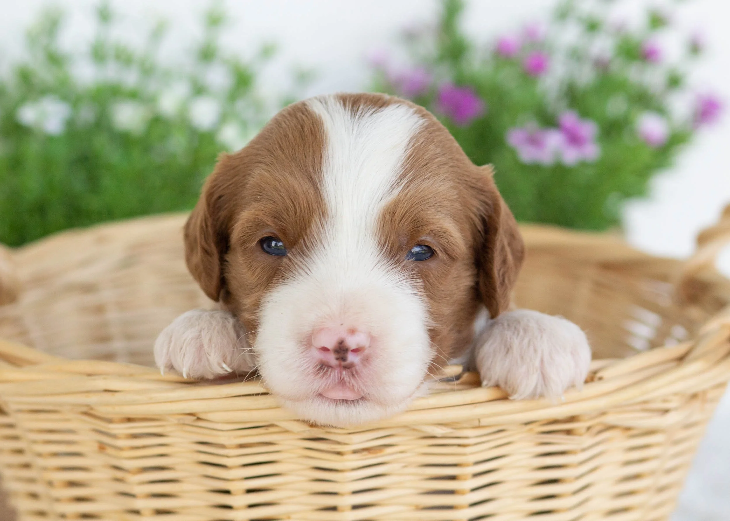 Fried Oreo Goldendoodle for sale.jpg
