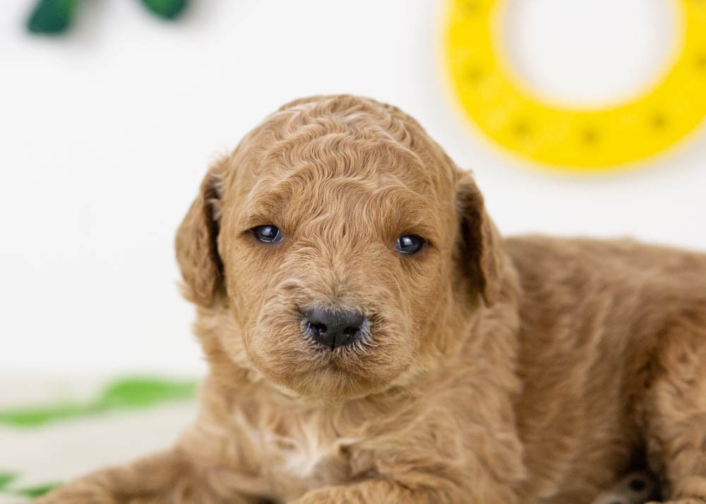 goldendoodle for sale