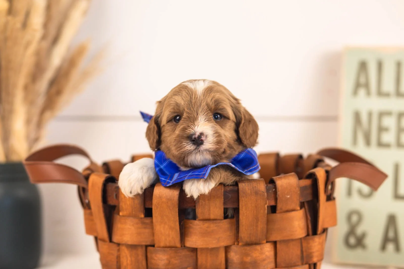 Mariners goldendoodle for sale(2).jpg